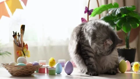 Cute fluffy cat washes on the background of Easter decor Stock Footage 175516237