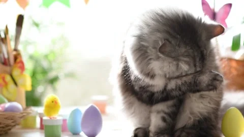 Cute fluffy cat washes on the background of Easter decor Stock Footage 175516422