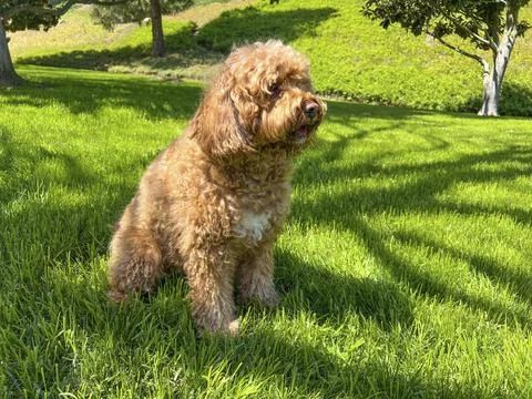 Cute Fluffy Cavapoo Dog on the Grass in a Park 写真素材
