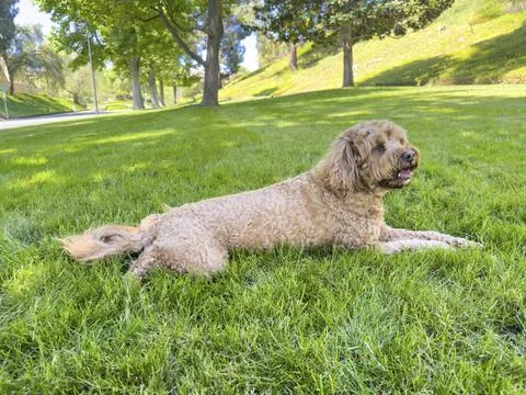 Cute Fluffy Cavapoo Dog on the Grass in a Park 스톡 사진