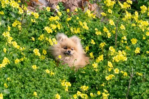 Cute fluffy charming red-haired Pomeranian Spitz on the grass in the park. Stock Photos