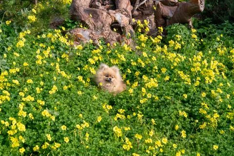 Cute fluffy charming red-haired Pomeranian Spitz in full growth on the grass  Foto stock