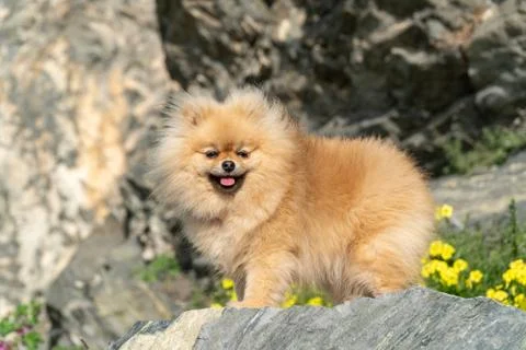 Cute fluffy charming red-haired Pomeranian Spitz on the stoun in the park Stock Photos