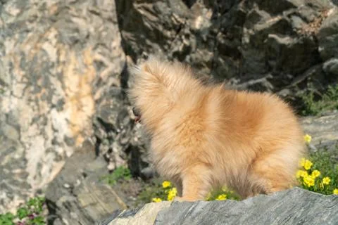 Cute fluffy charming red-haired Pomeranian Spitz on the stoun in the park Stock-Fotos