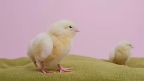 Cute fluffy chick on pink background. Stock Footage 311294704