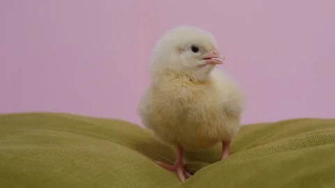 Cute fluffy chick on pink background. Stock Footage 311527386