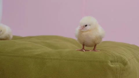 Cute fluffy chick on pink background. Stock Footage 311698488