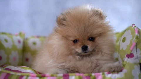 Cute fluffy dog looking into the camera and around the room 스톡 동영상 113418726