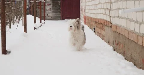 Cute fluffy dog playfully chasing a tabby cat away in a snowy backyard during a Stock Footage 327168418