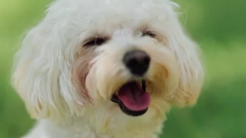 Cute fluffy dog plays in the park on a sunny day Stock Footage 345088360