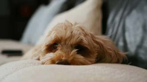 Cute fluffy dog resting on a soft pillow indoors. Close up shoot of a relaxed Stock Footage 340383165