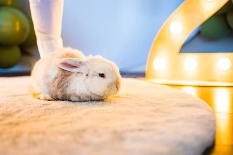 A cute fluffy dwarf rabbit on the mat on the floor Foto stock