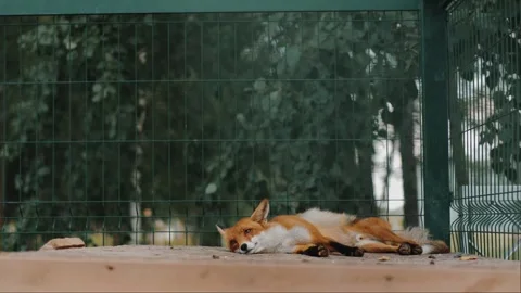 Cute fluffy fox sleeps in his open enclosure at zoo and having changed location Stockbeeldmateriaal 257963871