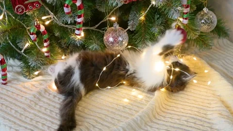 Cute fluffy funny kitten cat plays with Christmas decorations  Stock Footage 150451402