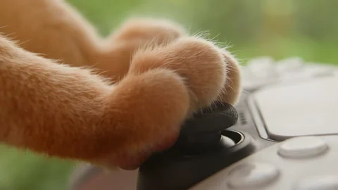 A cute fluffy ginger cat paw playing Stock Video Pond5