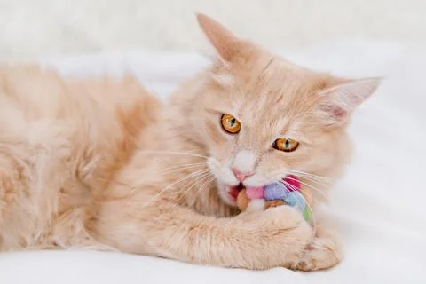 Cute fluffy ginger cat playing with a colorful soft toy on white blanket Stock Photos
