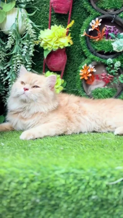 Cute Fluffy Ginger Cat Resting in an Artificial Garden Studio Vídeo Stock 337513753