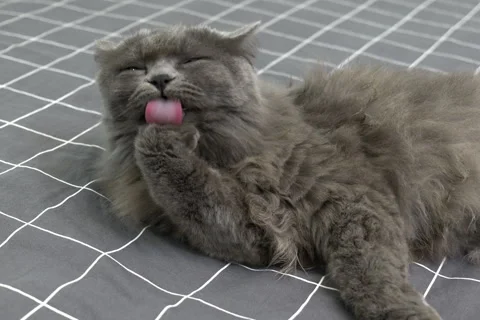 Cute fluffy gray cat lies on the bed and licks himself clean Stock-Footage 252515845
