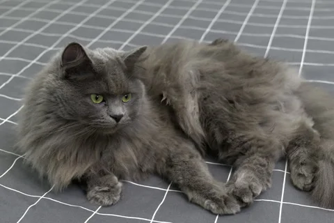 Cute fluffy gray cat lying on the bed and looking around curiously Stock-Footage 252515542