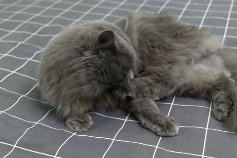Cute fluffy gray cat lying on the bed, looking around and licks himself clean Stock-Footage 252515850