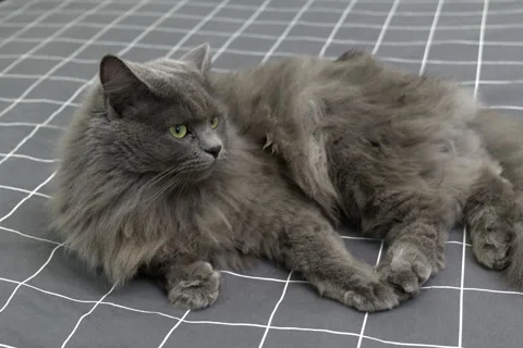 Cute fluffy gray cat lying on the bed, looking around and licks himself clean Stock-Footage 252516026