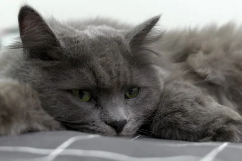 Cute fluffy gray cat lying on the bed and looking around curiously Stock-Footage 252516067