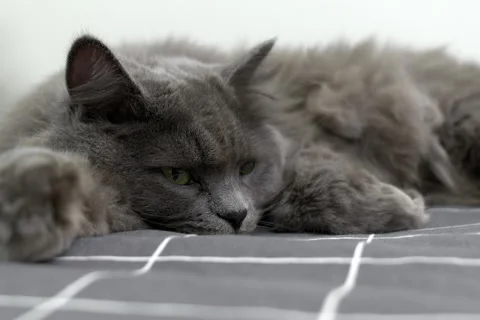 A cute fluffy gray cat is lying on the bed, resting, suddenly disturbed Stock-Footage 252516114