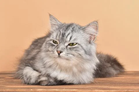 A cute fluffy gray cat is lying on a wooden table. Pet Stock Photos