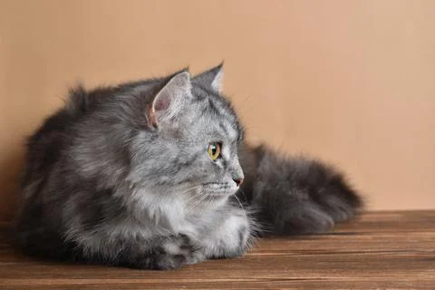 A cute fluffy gray cat is lying on a wooden table. Pet Stock Photos