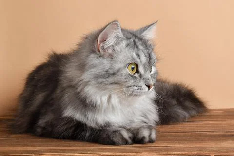 A cute fluffy gray cat is lying on a wooden table. Pet 库存照片