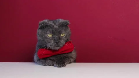 Cute fluffy gray cat with red bowtie on a burgundy background Stock Footage 236425329