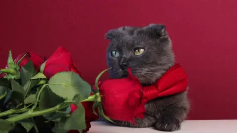 Cute fluffy gray cat with red bowtie on a burgundy background. Stock Footage 237438835