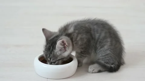 Cute fluffy gray kitten cat eats food in the apartment on a light background Stock Footage 206848156
