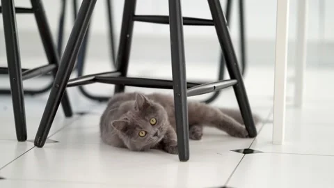 Cute fluffy gray kitten lying funny on the floor among chairs Stock-Footage 253127202
