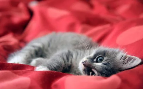 Cute Fluffy Gray Kitten Lying on Red Blanket Stock Photos