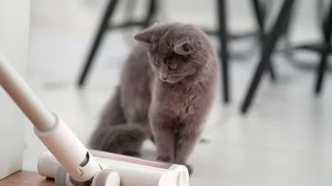 Cute fluffy gray kitten playfully disturbed by a vacuum cleaner Stock-Footage 253127162