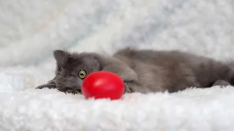 Cute fluffy gray kitten playing with red toy ball Stock-Footage 253127161
