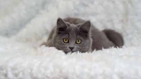 Cute fluffy gray kitten watching playfully at the camera Stock-Footage 253127180