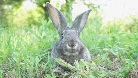 Cute fluffy gray rabbit with big ears mustache green grass. colorful rabbit lies Stock Footage 200704628