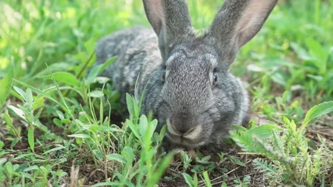 Cute fluffy gray rabbit with big ears mustache green grass. colorful rabbit lies Stock Footage 201153264
