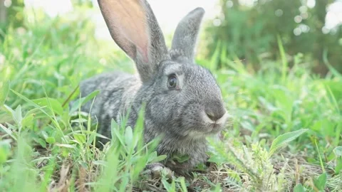 Cute fluffy gray rabbit with big ears mustache green grass. colorful rabbit lies Stock Footage 201837549