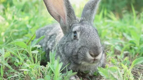 Cute fluffy gray rabbit with big ears mustache green grass. colorful rabbit lies Stock Footage 203418050