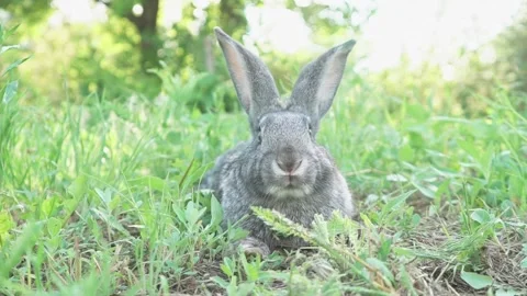 Cute fluffy gray rabbit with big ears mustache green grass. colorful rabbit lies Video stock 203790967