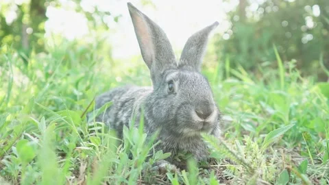 Cute fluffy gray rabbit with big ears mustache green grass. colorful rabbit lies Stock Footage 203791046