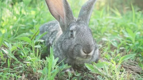 Cute fluffy gray rabbit with big ears mustache green grass. colorful rabbit lies Stock Footage 205112695