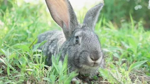 Cute fluffy gray rabbit with big ears mustache green grass. colorful rabbit lies Stock Footage 205112706