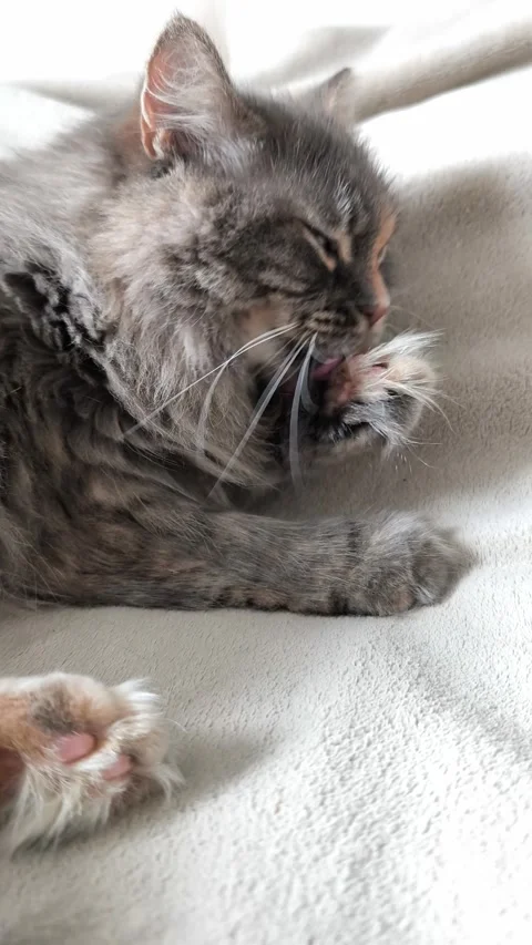 Cute fluffy grey cat licking her paw Stock Footage 314783366