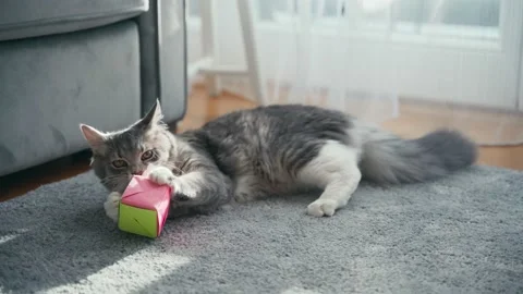 A cute fluffy grey cat playing with a toy on the carpet in the living room. Stock Footage 146207266