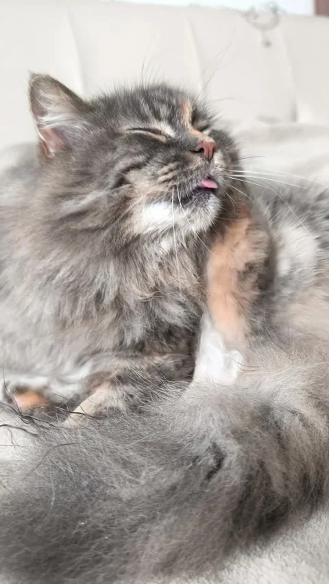 A cute fluffy grey kitty scratches her ear and chin with her paw Stock Footage 314783351