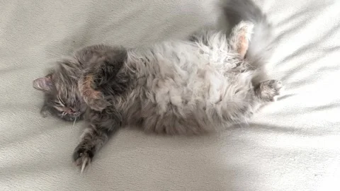 Cute fluffy grey kitty sleeping upside down Stock Footage 315336432
